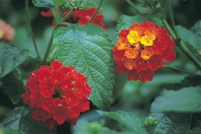 Dallas Red Lantana | Lantana camara 'Dallas Red'