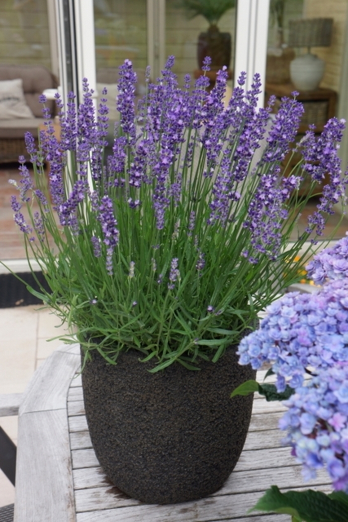 Lavender | Lavandula angustifolia 'Big Time Blue'