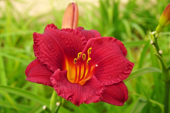 Daylily | Hemerocallis 'Cranberry Baby'