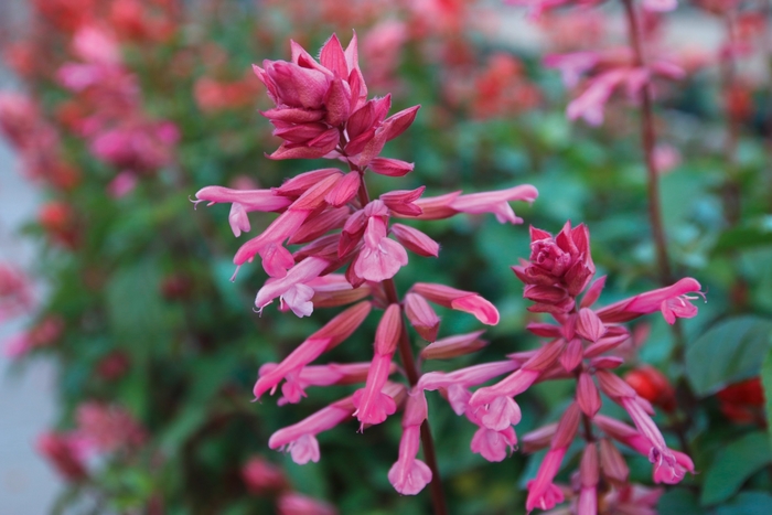 Salvia | Salvia 'Skyscraper Pink'