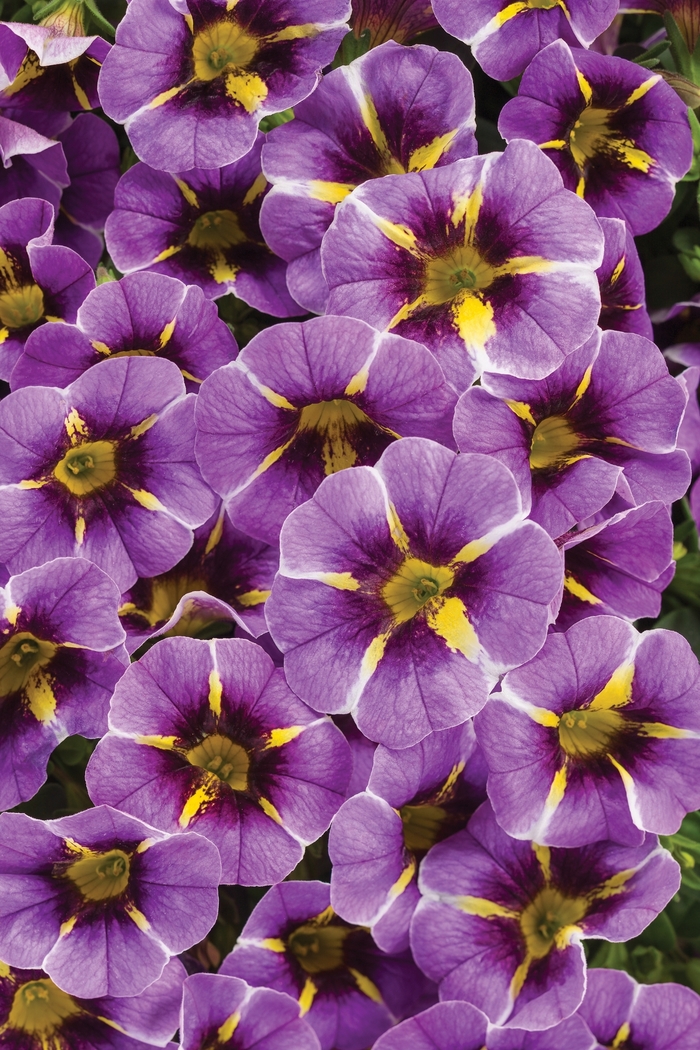 Superbells® Evening Star™ | Calibrachoa hybrid 