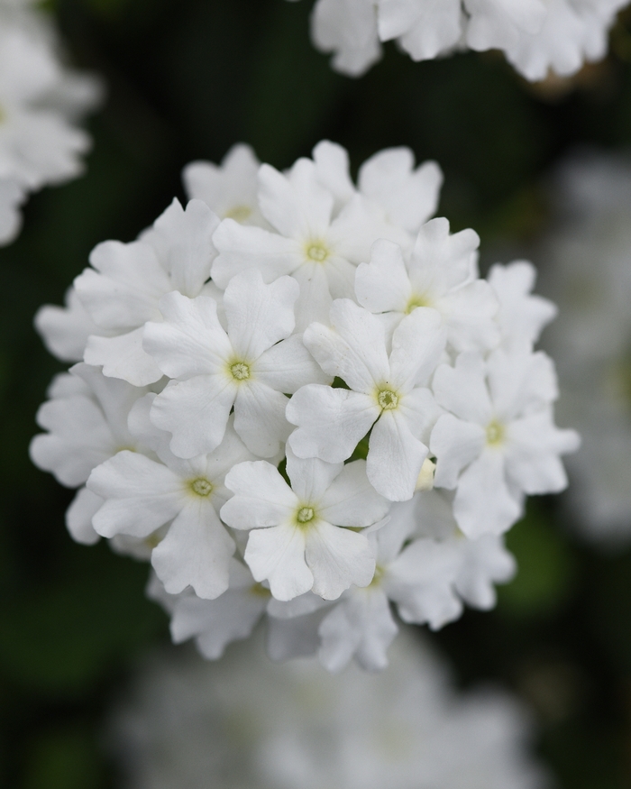 Verbena | Verbena peruviana 'Firehouse™ White Improved'