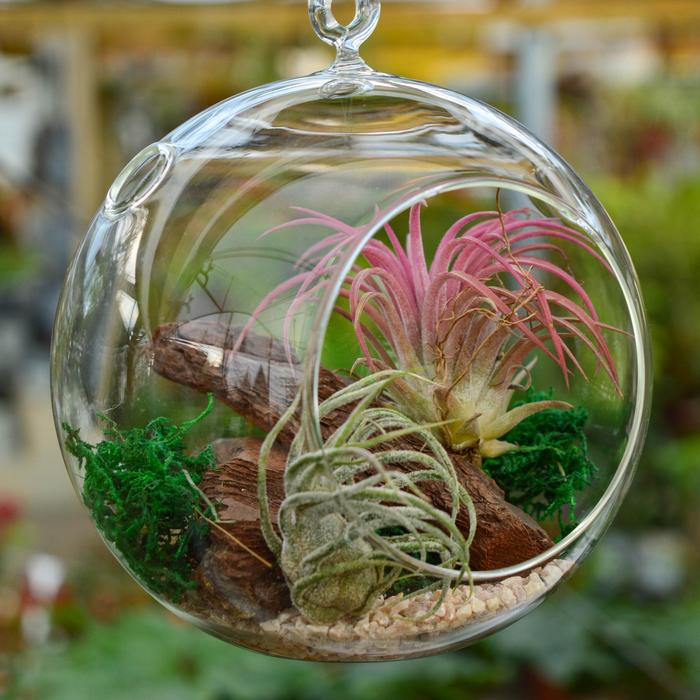 Air Plants | Tillandsia 