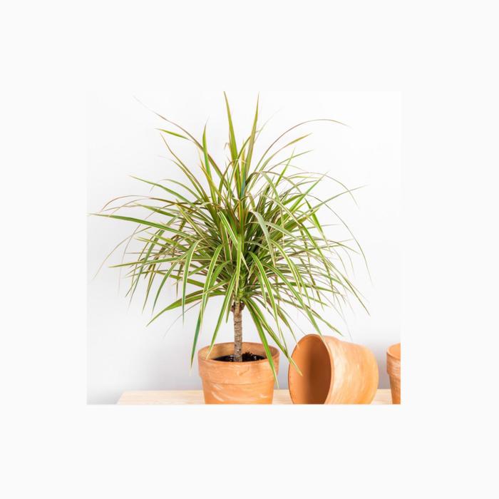 Dragon Tree | Dracaena marginata