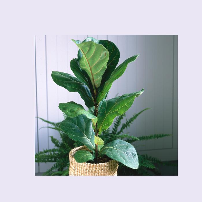 Fiddle Leaf Fig | Ficus lyrata