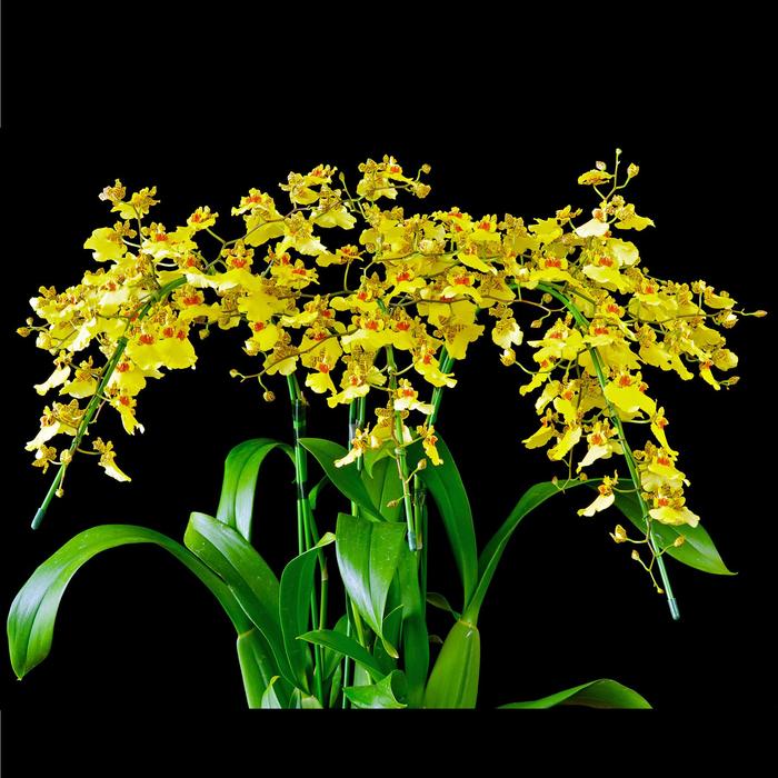 Orchids | Oncidium 