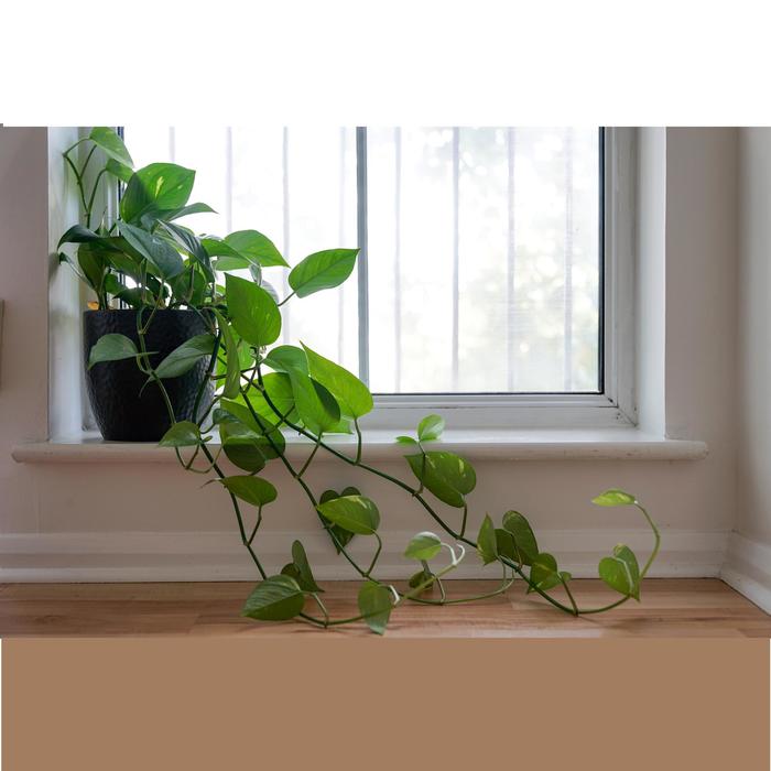Heartleaf Philodendron | Philodendron cordatum