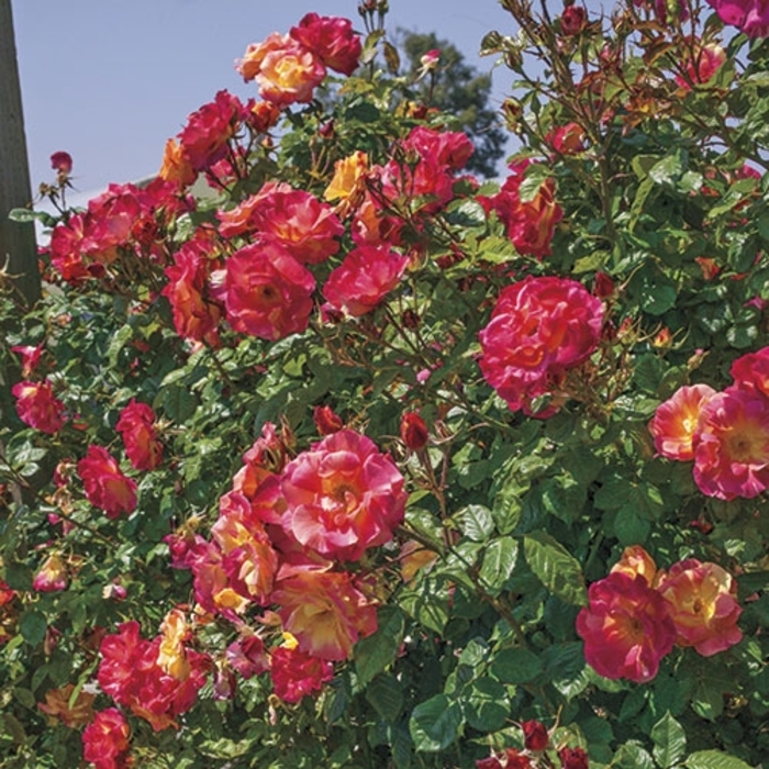 Joseph's Coat Rose | Rosa climber 'Joseph's Coat'