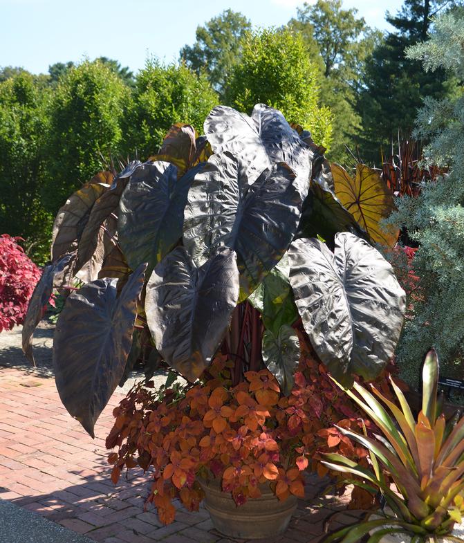 Explore Our 13 Full Service Garden Centers