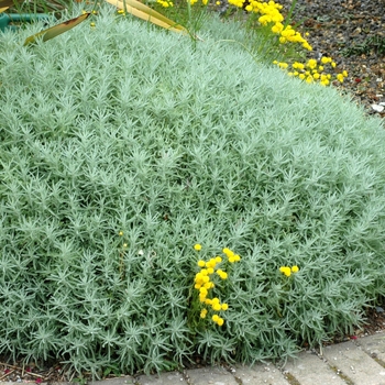 Lavender Cotton