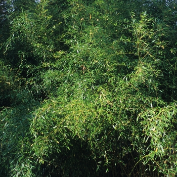 Yellow Groove Bamboo