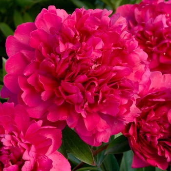 Paul Wild Peony