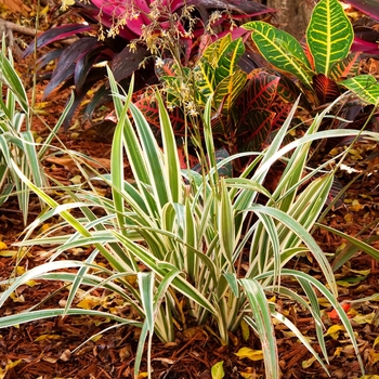 Dianella