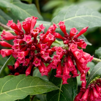 Red Cestrum