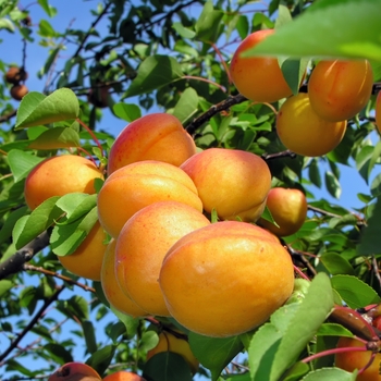 Apricot Blenheim