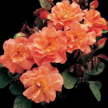 Westerland Climbing Rose
