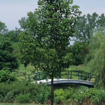 Aristocrat FloweringPear
