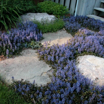 Dwarf Ajuga