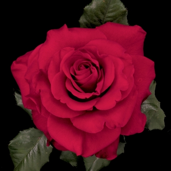 In the Mood Rose