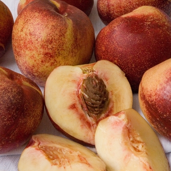 Nectarine Snow Queen