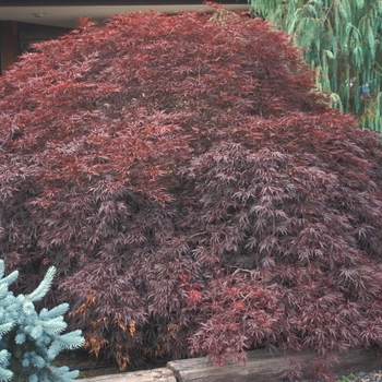 Japanese Maple