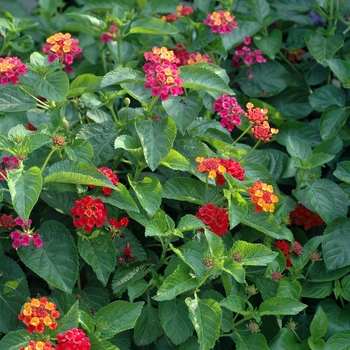 Lantana
