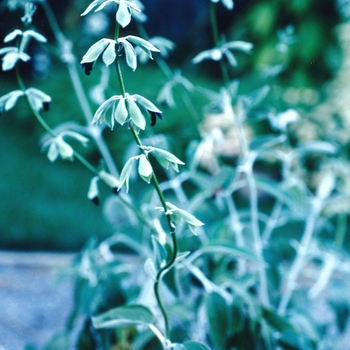Andean Silver Leaf Sage Andean Silver Leaf Sage