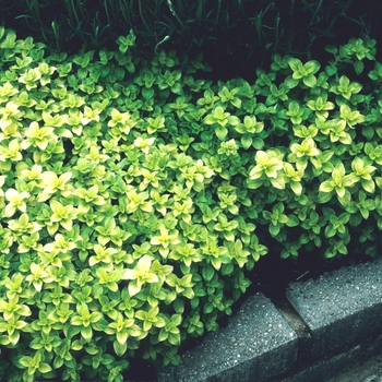 Golden Oregano Golden Oregano