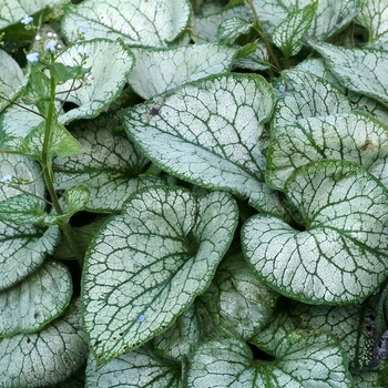 Jack Frost Bugloss