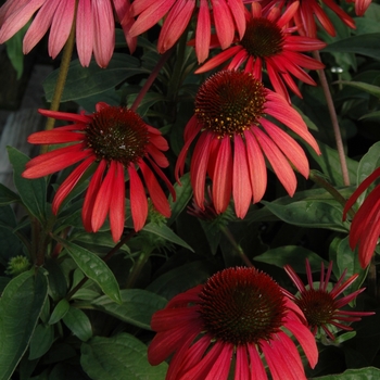 Coneflower 'Twilight' Coneflower 'Twilight'