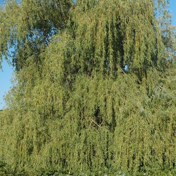 Weeping Willow Weeping Willow