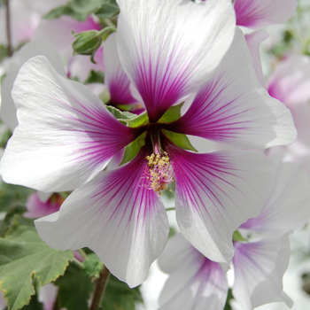 Tree Mallow Tree Mallow