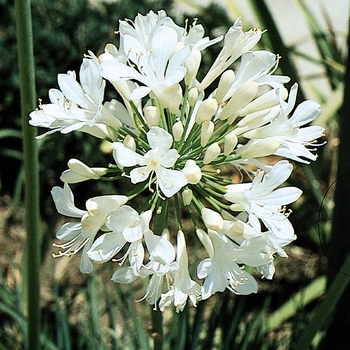 White Lily of the Valley