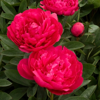 Garden Peony