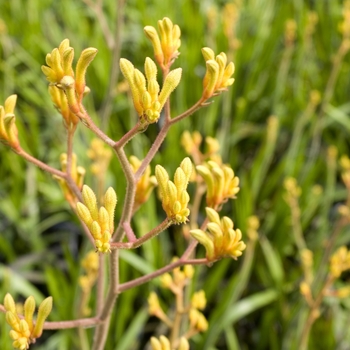 Dwarf Yellow Kangaroo Paw Dwarf Yellow Kangaroo Paw