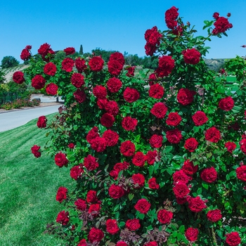 Climbing Lady in Red Rose