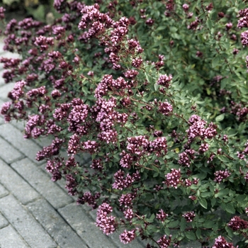 Ornamental Oregano