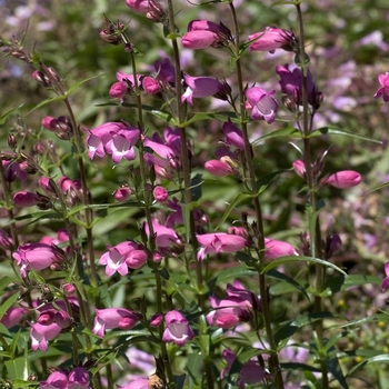 Beardtongue Beardtongue