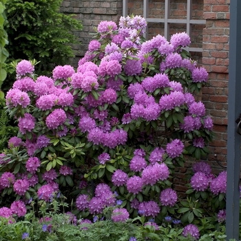 Rhododendron