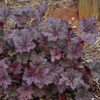 Purple Heuchera