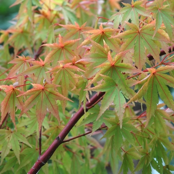 Coral Bark Maple