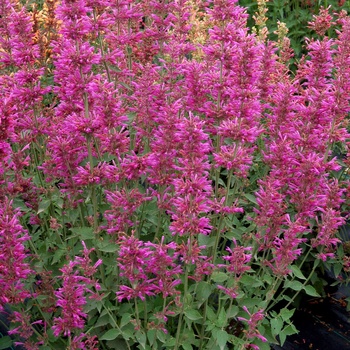Hyssop Hyssop