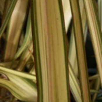 New Zealand Flax