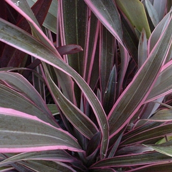 New Zealand Flax