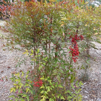 Compact Nandina Compact Nandina