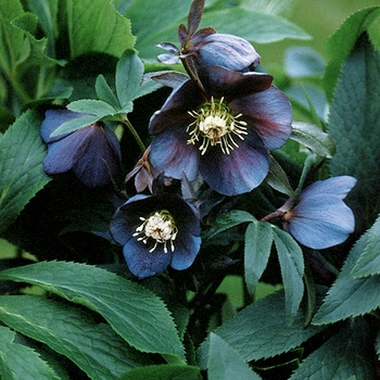 Lenten Rose