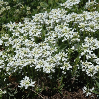 Snowflake Candytuft