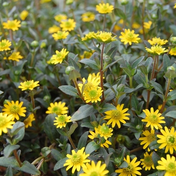 Mexican Creeping Zinnia