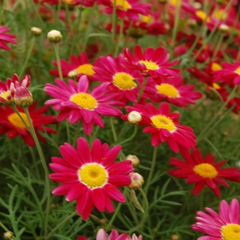 Marguerite