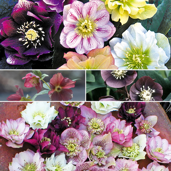 Helleborus - Lenten Rose Helleborus - Lenten Rose